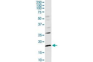 Western Blotting (WB) image for anti-CD247 Molecule (CD247) (AA 1-164) antibody (ABIN514136)