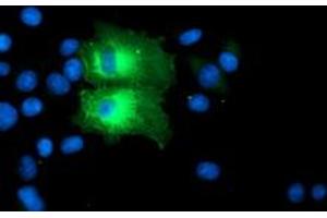 Anti-PFKP mouse monoclonal antibody (ABIN2455340) immunofluorescent staining of COS7 cells transiently transfected by pCMV6-ENTRY PFKP (RC200673). (PFKP antibody)
