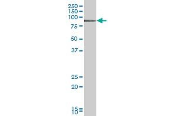 TIAM2 antibody  (AA 1-626)