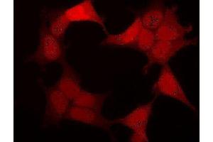 Immunofluorescence (IF) image for anti-Green Fluorescent Protein (GFP) antibody (ABIN2451988) (GFP antibody)