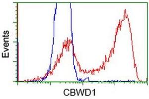 HEK293T cells transfected with either RC222790 overexpress plasmid (Red) or empty vector control plasmid (Blue) were immunostained by anti-CBWD1 antibody (ABIN2452882), and then analyzed by flow cytometry. (CBWD1 antibody)