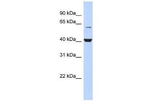 PIGK antibody used at 1 ug/ml to detect target protein. (IgK antibody  (N-Term))