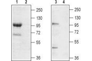 Western blot analysis of mouse brain membrane (lanes 1 and 2) and rat brain lysate (lanes 3 and 4): - 1,3.