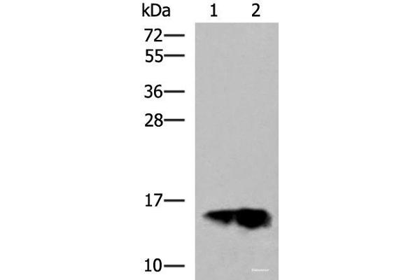 Golgin A7 antibody
