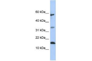 WB Suggested Anti-LCN6 Antibody Titration:  0. (LCN6 antibody  (Middle Region))