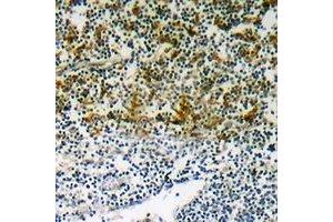 Immunohistochemical analysis of p47 phox (pS345) staining in human lymph node formalin fixed paraffin embedded tissue section. (NCF1 antibody  (C-Term, pSer345))
