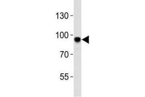 Western blot analysis of lysate from mouse NIH3T3 cell line using Sirt1 antibody at 1:1000. (SIRT1 antibody  (C-Term))