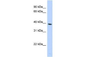 Western Blotting (WB) image for anti-Spondin 2 (SPON2) antibody (ABIN2459525)