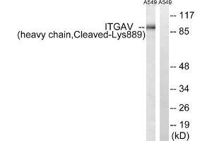 Western blot analysis of extracts from A549 cells, treated with etoposide (25uM, 1hour), using ITGAV (heavy chain, Cleaved-Lys889) antibody. (CD51 antibody  (Cleaved-Lys889))