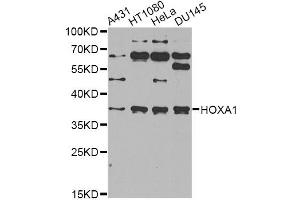Western blot analysis of extracts of various cell lines, using HOXA1 antibody (ABIN2563217) at 1:1000 dilution. (HOXA1 antibody)