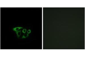 Immunofluorescence analysis of A549 cells, using ATP5L2 Antibody. (ATP5L2 antibody  (AA 51-100))