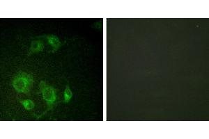 Peptide - +Immunofluorescence analysis of HuvEc cells, using using EGFR (Ab-693) antibody (#B0009). (EGFR antibody  (Thr693))
