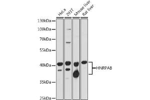 Western blot analysis of extracts of various cell lines, using HNRPAB antibody (ABIN7267625) at 1:1000 dilution. (HNRNPAB antibody  (AA 1-285))
