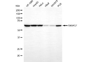 anti-Anaphase Promoting Complex Subunit 7 (ANAPC7) antibody