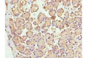 Immunohistochemistry of paraffin-embedded human pancreatic tissue using ABIN7158817 at dilution of 1:100 (LYG1 antibody  (AA 20-194))