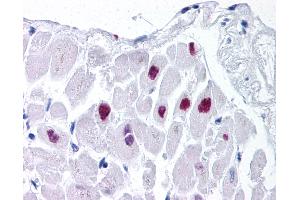 Anti-HDAC2 antibody IHC of human heart. (HDAC2 antibody  (AA 419-468))