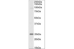 Staining of Mouse Heart lysate using NDUFS8 antibody at 0. (NDUFS8 antibody  (Internal Region))