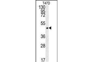 Western blot analysis in T47D cell line lysates (35ug/lane). (Enkephalin antibody  (AA 145-174))