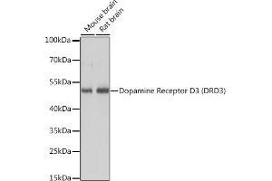 Western blot analysis of extracts of various cell lines, using Dopamine Receptor D3 (Dopamine Receptor D3 (DRD3)) antibody (ABIN7266835) at 1:3000 dilution. (DRD3 antibody  (AA 1-100))