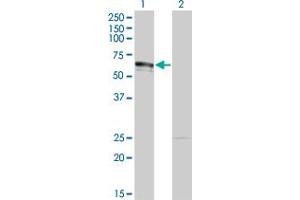 Western Blot analysis of DMAP1 expression in transfected 293T cell line by DMAP1 monoclonal antibody (M01), clone 2G12.