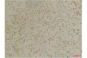 Immunohistochemical analysis of paraffin-embedded Mouse BrainTissue using GABA A Receptor α3 Rabbit pAb diluted at 1:200. (GABRA3 antibody)