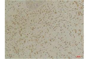 Immunohistochemical analysis of paraffin-embedded Mouse BrainTissue using GABA A Receptor α3 Rabbit pAb diluted at 1:200.