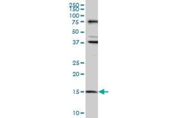 MAGOH antibody  (AA 1-110)