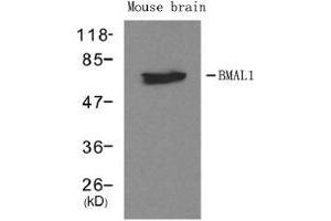 Western blot analysis of extracts from mouse brain tissue using BMAL1. (ARNTL antibody  (AA 569-573))