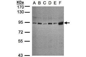 Western Blotting (WB) image for anti-Signal Transducer and Activator of Transcription 3 (Acute-Phase Response Factor) (STAT3) (C-Term) antibody (ABIN2855865)