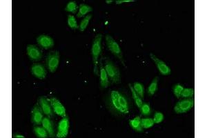 Immunofluorescent analysis of HepG2 cells using ABIN7146302 at dilution of 1:100 and Alexa Fluor 488-congugated AffiniPure Goat Anti-Rabbit IgG(H+L) (TMCO1 antibody  (AA 43-79))