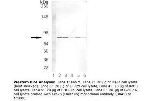 Image no. 2 for anti-Heat Shock 70kDa Protein 9 (Mortalin) (HSPA9) antibody (ABIN364088) (HSPA9 antibody)