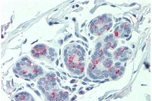 Anti-ITGA6 / CD49f antibody  ABIN1048976 IHC staining of human breast. (ITGA6 antibody  (Internal Region))