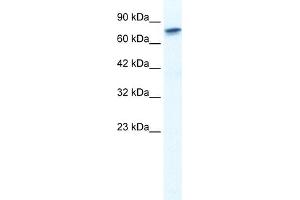 WB Suggested Anti-RUNX2 Antibody Titration:  1. (RUNX2 antibody  (Middle Region))