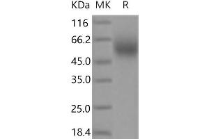 Western Blotting (WB) image for Poliovirus Receptor-Related 1 (Herpesvirus Entry Mediator C) (PVRL1) protein (His tag) (ABIN7321172) (PVRL1 Protein (His tag))