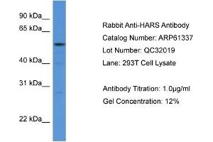 Western Blotting (WB) image for anti-Histidyl-tRNA Synthetase (HARS1) (N-Term) antibody (ABIN786397) (HARS1/Jo-1 antibody  (N-Term))