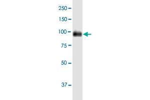 CEACAM1 MaxPab polyclonal antibody. (CEACAM1 antibody  (AA 1-464))