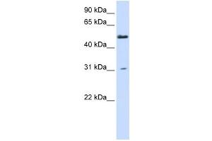 Western Blotting (WB) image for anti-Alanine-Glyoxylate Aminotransferase 2-Like 2 (AGXT2L2) antibody (ABIN2459140) (AGXT2L2 antibody)