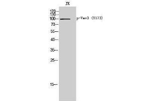 Western Blotting (WB) image for anti-Vav 3 Oncogene (VAV3) (pTyr173) antibody (ABIN3173346) (VAV3 antibody  (pTyr173))