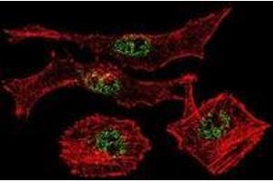 Confocal immunofluorescent analysis with MDA-MB231 cells using MYOD1 Antibody , followed by Alexa Fluor 488-conjugated goat anti-rabbit lgG (green). (MYOD1 antibody  (Middle Region))