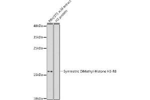 Western blot analysis of extracts of NIH/3T3 cells, using Symmetric DiMethyl-Histone H3-R8 antibody (ABIN3016056, ABIN3016057, ABIN3016058, ABIN1680222 and ABIN6219535) at 1:500 dilution. (Histone 3 antibody  (H3R8me2))