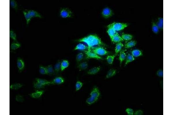 ATP6V1E2 antibody  (AA 1-226)