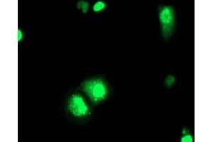 Anti-ELK3 mouse monoclonal antibody (ABIN2455068) immunofluorescent staining of COS7 cells transiently transfected by pCMV6-ENTRY ELK3 (RC203114).
