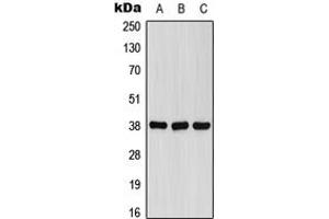 Western blot analysis of FPR1 expression in A549 (A), Raw264. (FPR1 antibody  (Center))