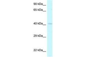 Image no. 1 for anti-Homeobox A2 (HOXA2) (N-Term) antibody (ABIN6747722) (HOXA2 antibody  (N-Term))