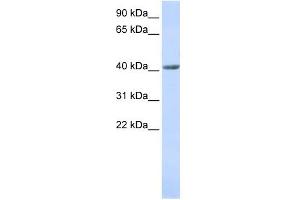 WB Suggested Anti-SMYD3 Antibody Titration:  0. (SMYD3 antibody  (N-Term))