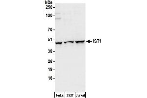 anti-Increased Sodium Tolerance 1 Homolog (IST1) (AA 300-350) antibody