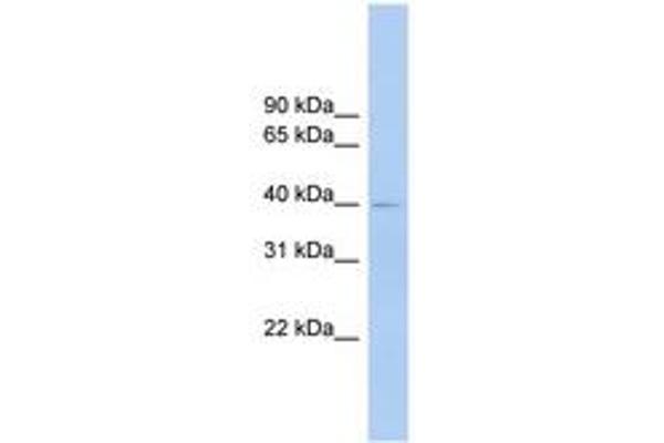 FCRLA antibody  (AA 287-336)