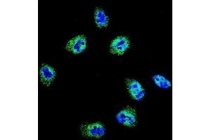 Immunofluorescence (IF) image for anti-Filamin A, alpha (FLNA) antibody (ABIN3003482) (Filamin A antibody)