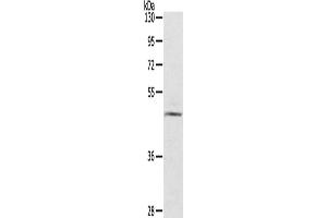 Western Blotting (WB) image for anti-Ceramide Synthase 3 (CERS3) antibody (ABIN2434914) (LASS3 antibody)