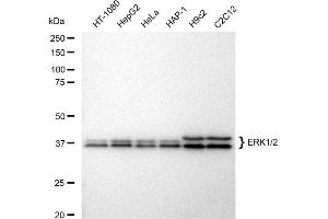 Western blotting analysis using ERK1/2 antibody (ABIN7799442). (Recombinant ERK1/2 antibody)